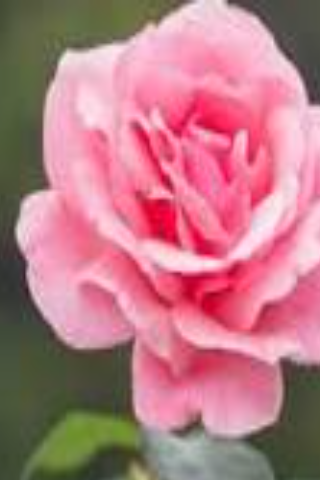 Nayee brahmin Brides